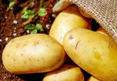 Fun Facts About Potato Warriors That You Probably Never Knew
