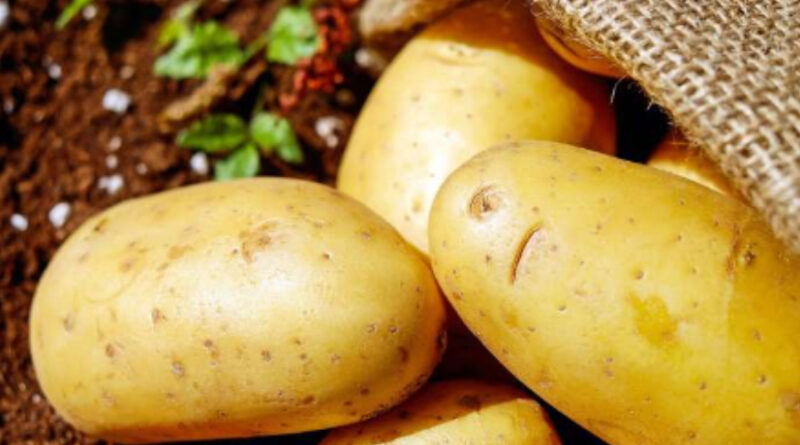 Fun Facts About Potato Warriors That You Probably Never Knew